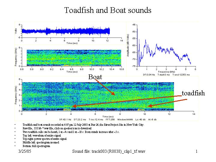 toadfish and boat sounds
